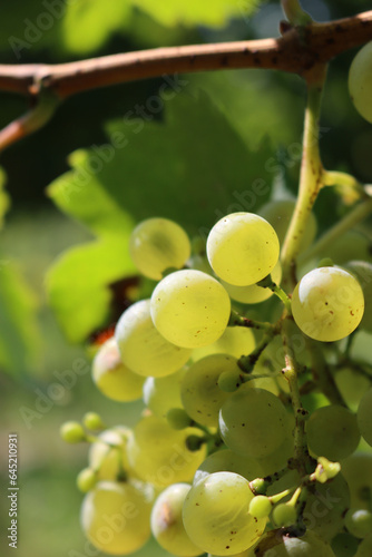 Ripe White grapes  called Glera against sunlight in the vineyard on late summer