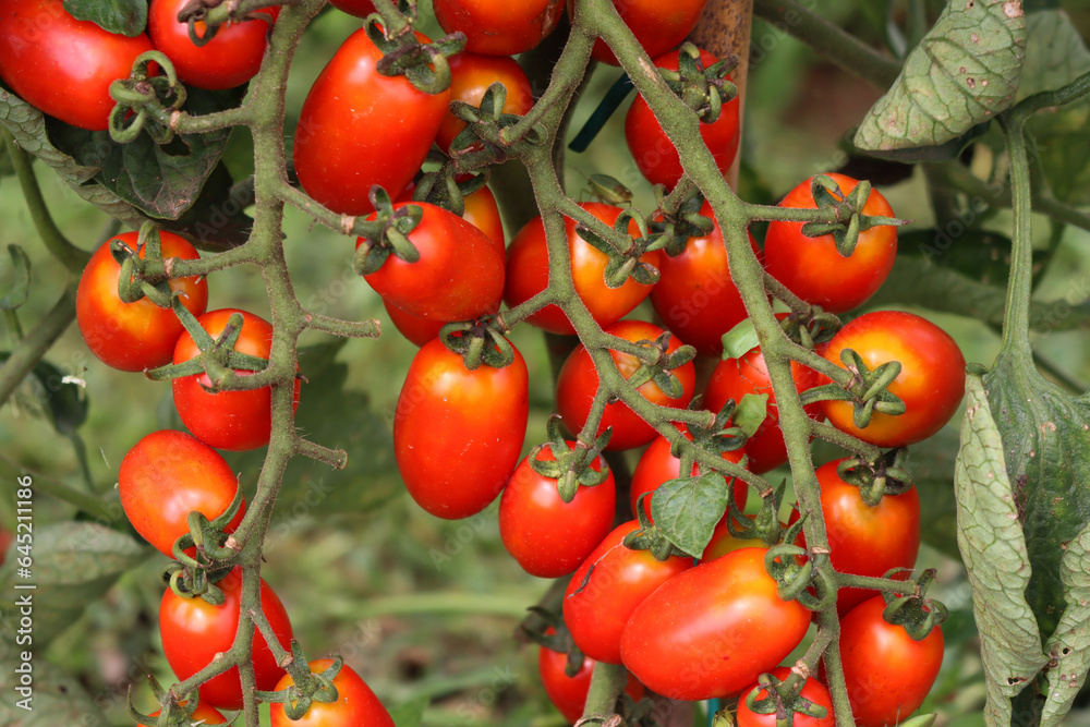 Italian Datterino or Cherry tomatoes growing on branches in the vegetable garden