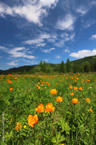 Summer landscape with a green meadow in the mountains and orange flowers. Blooming Trollius asiaticus flowers.