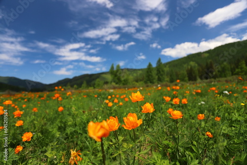 Fototapeta Naklejka Na Ścianę i Meble -  Summer landscape with a green meadow in the mountains and orange flowers. Blooming Trollius asiaticus flowers.