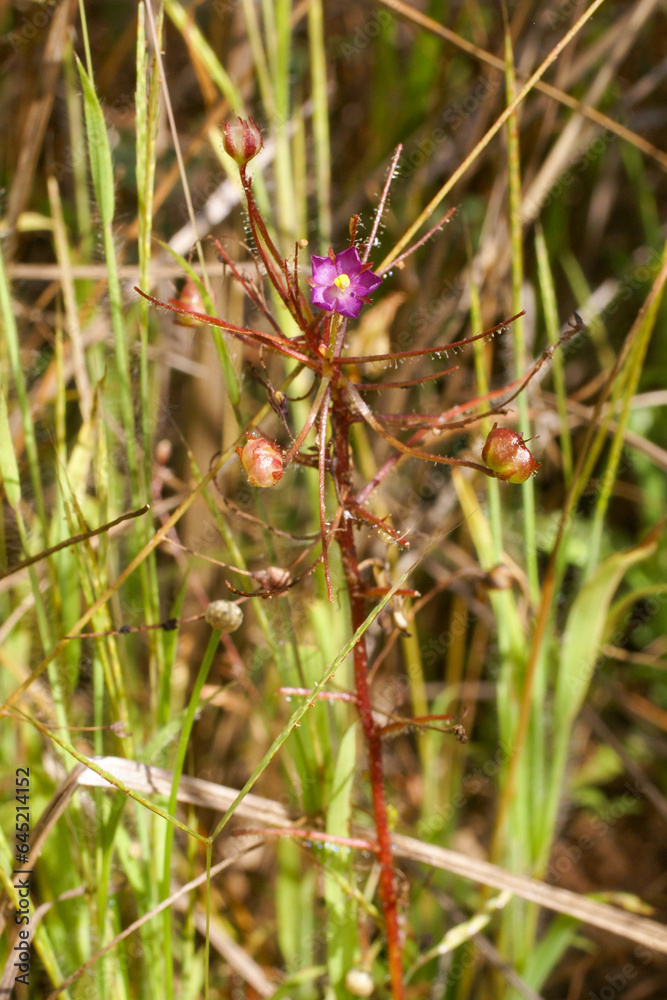 Flowering plant of the carnivorous rainbow plant Byblis aquatica, in natural habitat, Northern Territory, Australia Flowering plant of the carnivorous rainbow plant Byblis aquatica, in natural habitat, Northern Territory, Australia