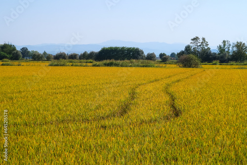 Paddy rice canal irrigation panorama landscape agriculture nature natural Po Valley