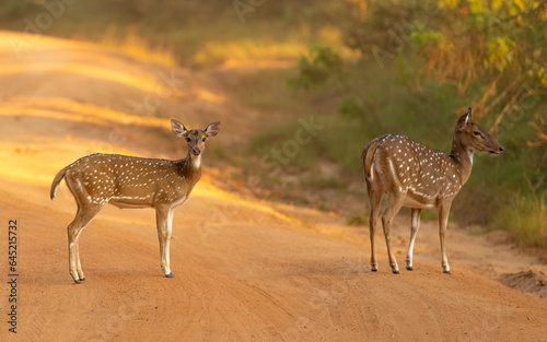 Fototapeta Naklejka Na Ścianę i Meble -  Axishirsch oder Chital (Axis axis)