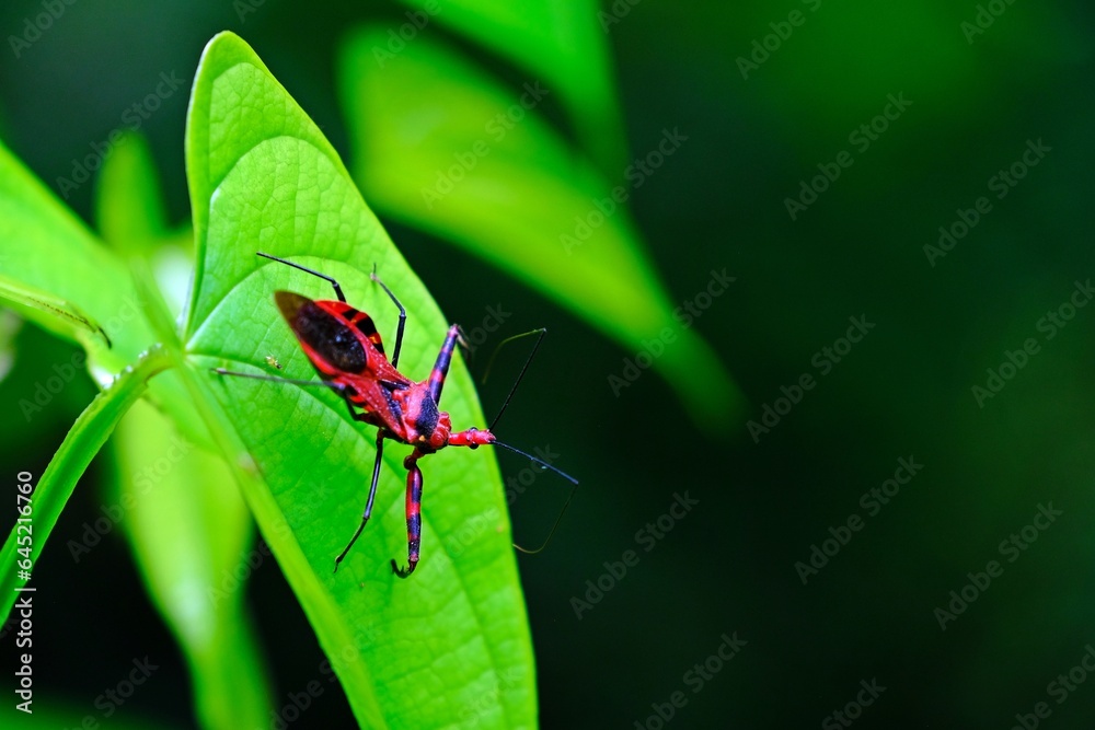 Assassin bug (Sycanus collaris) is walking on green leaf in the forest. Assassin bug (Sycanus collaris) is walking on green leaf in the forest.
