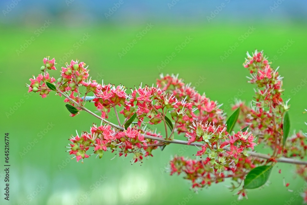 Beautiful blossom red Henna (Lawsonia inermis) flowers with blurred natural background. Beautiful blossom red Henna (Lawsonia inermis) flowers with blurred natural background.