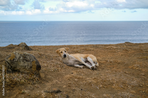 a dog follows tourists walking on Merese Hill  a dog lies on a dry hill  dog on the hill  dog on the beach