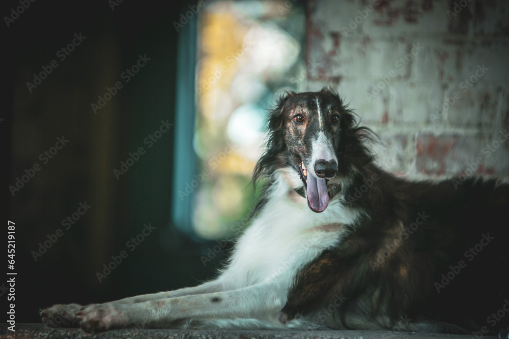 Fototapeta premium Beautiful greyhound posing on the porch, elegant dog