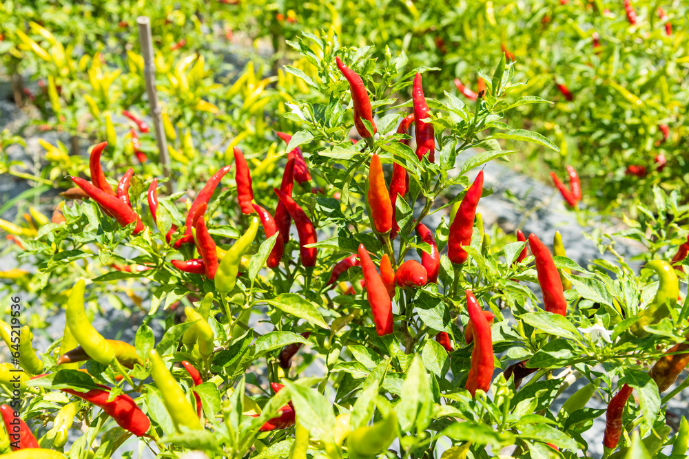 View of the facing heaven peppers growing on the field in Meinong, Kaohsiung, Taiwan. View of the facing heaven peppers growing on the field in Meinong, Kaohsiung, Taiwan.