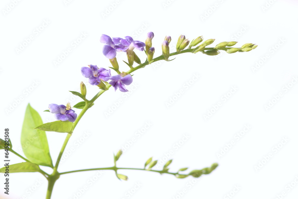 Duranta erecta is a species of flowering shrub