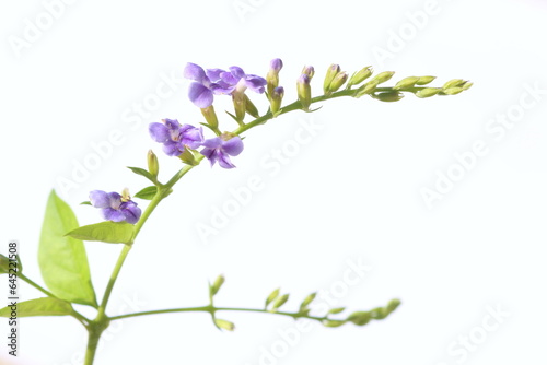 Duranta erecta is a species of flowering shrub