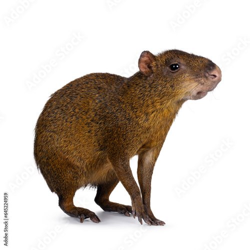 Agouti aka Dasyprocta standing side ways. Looking towards camera. Head and one paw up. Isolated on a white background.