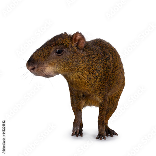 Agouti aka Dasyprocta standing facing front. Head turned and looking away from camera. Isolated on a white background.