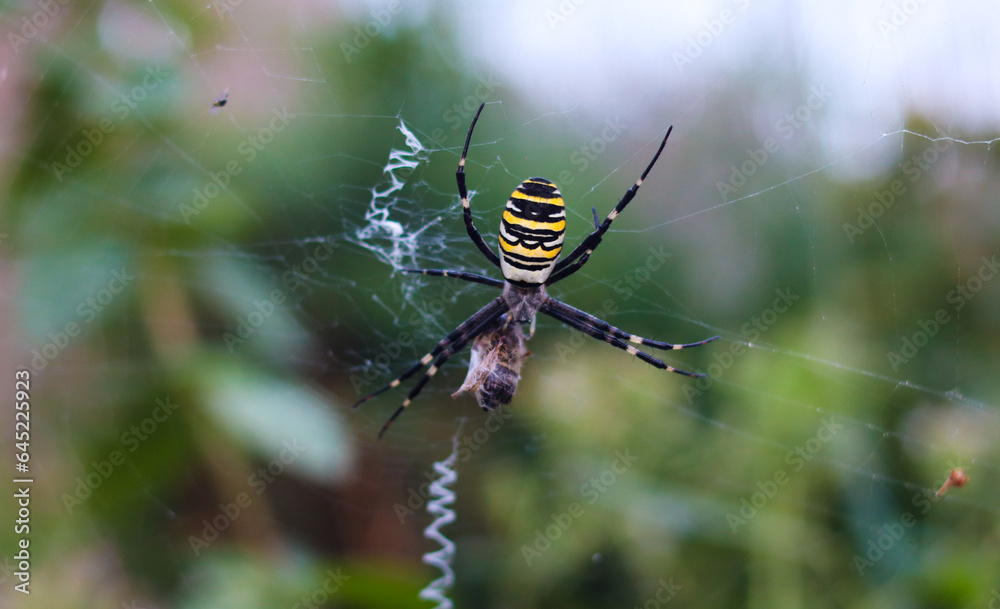 Argiope Brünnich. Wasp spider. Weaves a web on a blurred green background. Close-up. Selective focus. Copyspace Argiope Brünnich. Wasp spider. Weaves a web on a blurred green background. Close-up. Selective focus. Copyspace