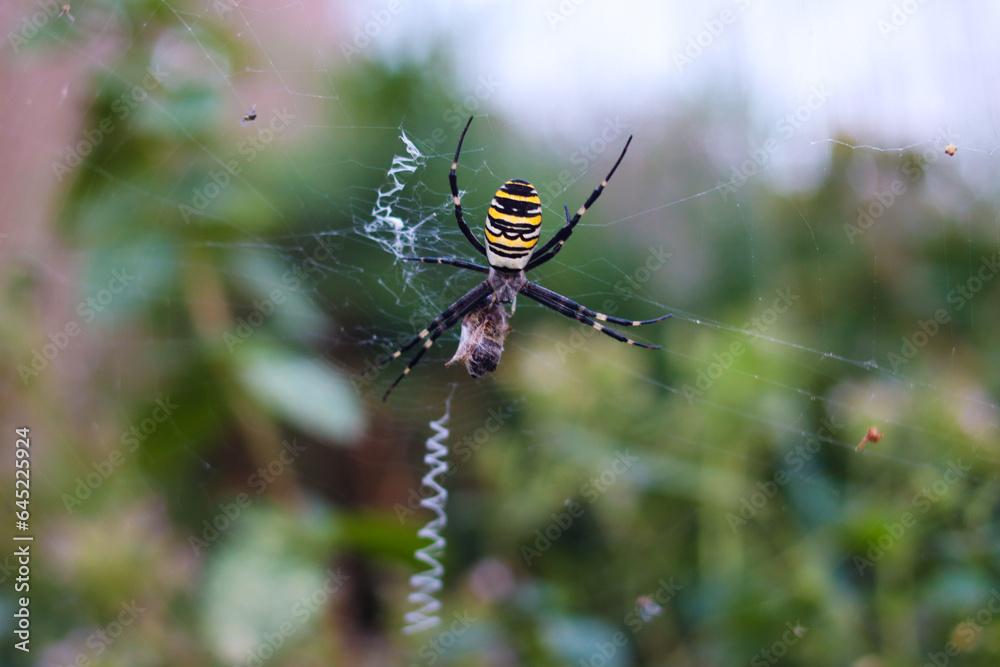 Argiope Brünnich. Wasp spider. Weaves a web on a blurred green background. Close-up. Selective focus. Copyspace Argiope Brünnich. Wasp spider. Weaves a web on a blurred green background. Close-up. Selective focus. Copyspace