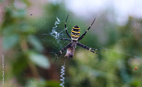 Argiope Brünnich. Wasp spider. Weaves a web on a blurred green background. Close-up. Selective focus. Copyspace