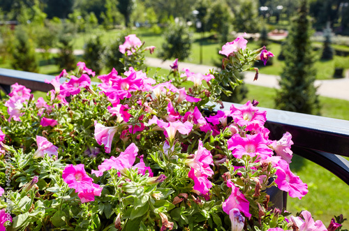 Wallpaper Mural Petunia, purple Petunias in the pot. Lush blooming colorful common garden petunias in city park. Family name Solanaceae, Scientific name Petunia Torontodigital.ca