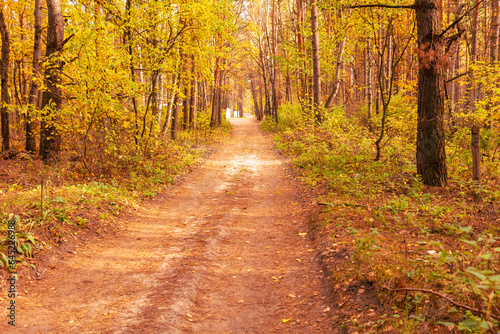Fototapeta Naklejka Na Ścianę i Meble -  Dirt road in the forest in autumn