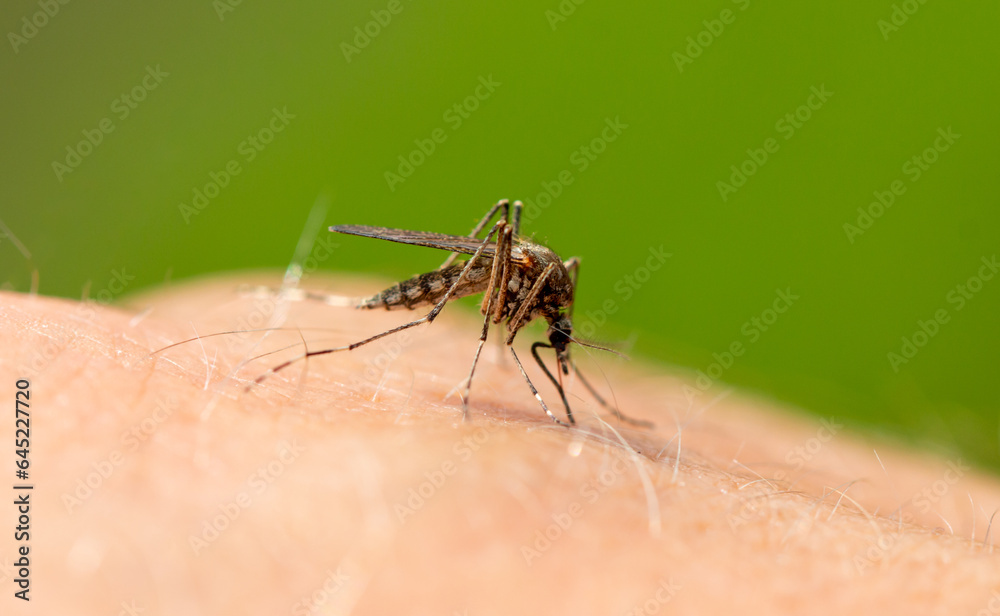 The mosquito sits on human skin and bites. The mosquito sits on human skin and bites.