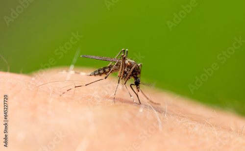 The mosquito sits on human skin and bites. © schankz