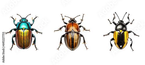 bug beetle illustration coleoptera nature, background close, up fauna bug beetle