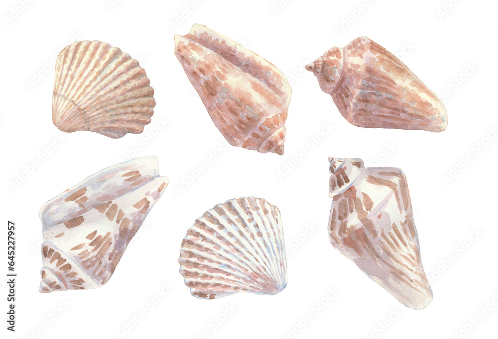 Set of shells. Watercolour illustration. Sea objekt. Isolated.