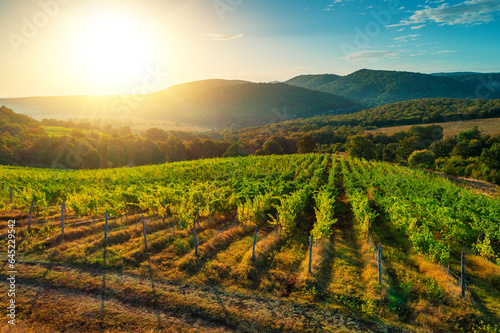 Obraz na plátně Vineyard agricultural fields in the countryside, beautiful aerial landscape during sunrise