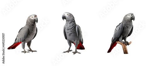 background can grey parrot illustration animal portrait, cute wildlife, tropical africa background can grey parrot photo