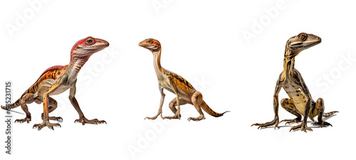 animal compsognathus illustration science reptile, evolution prehistoric, extinct ancient animal compsognathus