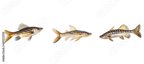 aquarium cory catfish fish illustration wildlife freshwater, nature animal, colorful pet aquarium cory catfish fish photo