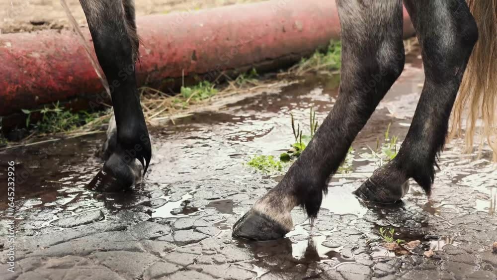 Close up of standing pony horse hooves being watered from hose to cool down and to reduce the weight on hooves Close up of standing pony horse hooves being watered from hose to cool down and to reduce the weight on hooves