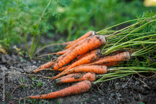 Freshly harvested carrots from organic vegetable garden