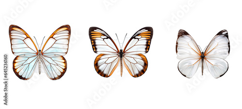 beauty glasswing butterfly illustration tropical natural, wings wildlife, wild greta beauty glasswing butterfly photo