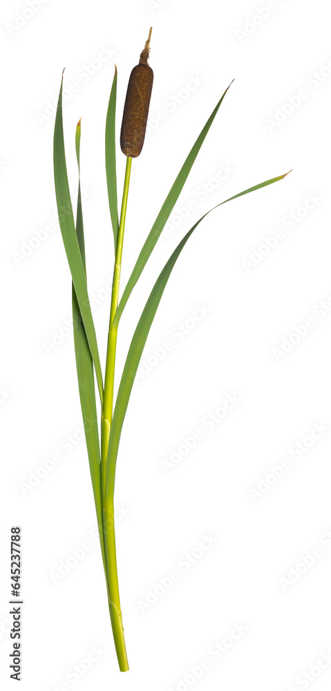 Reeds and cattail dry plant curved isolated white background