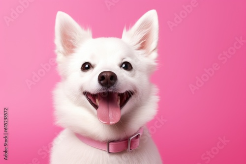 Happy white fluffy dog isolated on bright pink background. Banner with beautiful smiling pet. Pomeranian spitz breed. Space for text, copy space © ratatosk