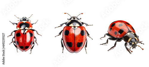 animal ladybug illustration ladybird beetle, black nature, red spring animal ladybug