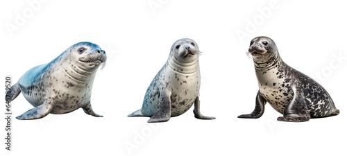 ocean leopard seal illustration antarctica travel, animal wildlife, wild ice ocean leopard seal