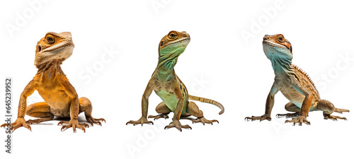 Fotografie, Obraz lizard lizard illustration green reptile, animal background, color skin lizard l
