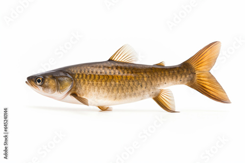 a fish with a long tail and a brown body