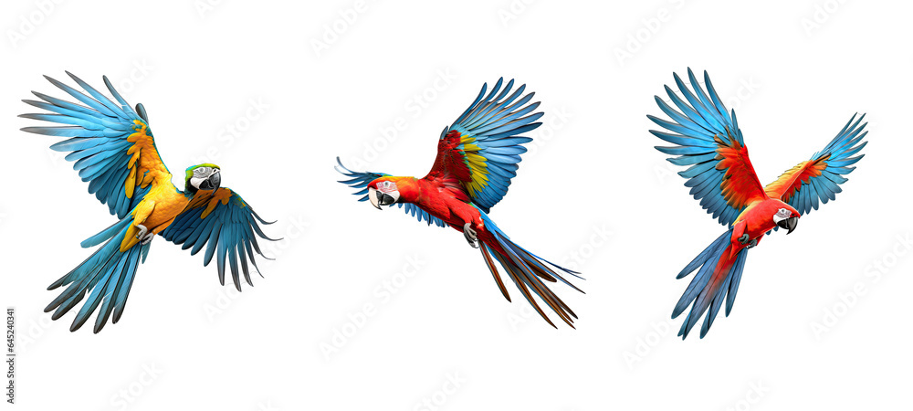 bird macaw parrot flying illustration wildlife animal, nature pet, tropical feather bird macaw parrot flying - obrazy, fototapety, plakaty 