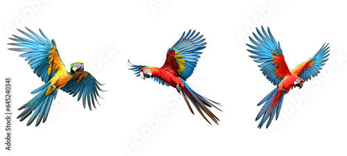 bird macaw parrot flying illustration wildlife animal, nature pet, tropical feather bird macaw parrot flying