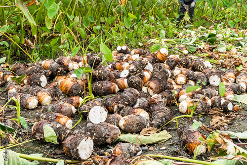 Freshly harvested taros are placed in the farmland of Pingtung, Taiwan. photo