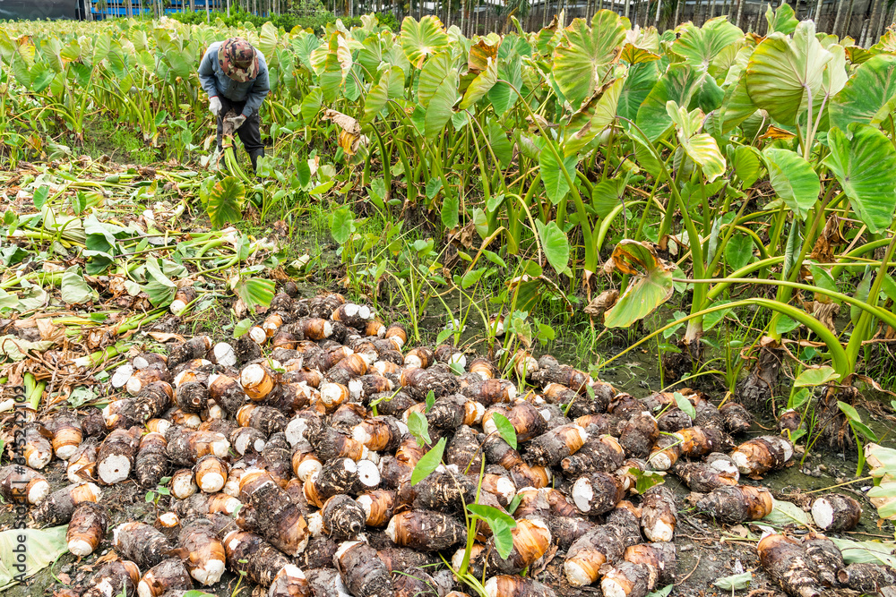 Obraz premium Freshly harvested taros are placed in the farmland of Pingtung, Taiwan.