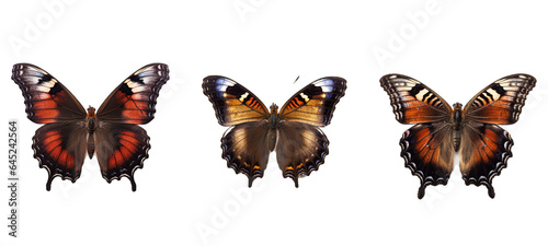 butterfly mourning cloak illustration beautiful insect, closeup nymphalis, background nature butterfly mourning cloak © sevector