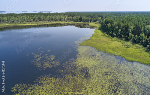 Aerial photo of forest boggy lake in the Karakansky pine forest near the shore of the Ob reservoir.