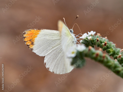 Desert Orange Tip. Colotis evagore photo