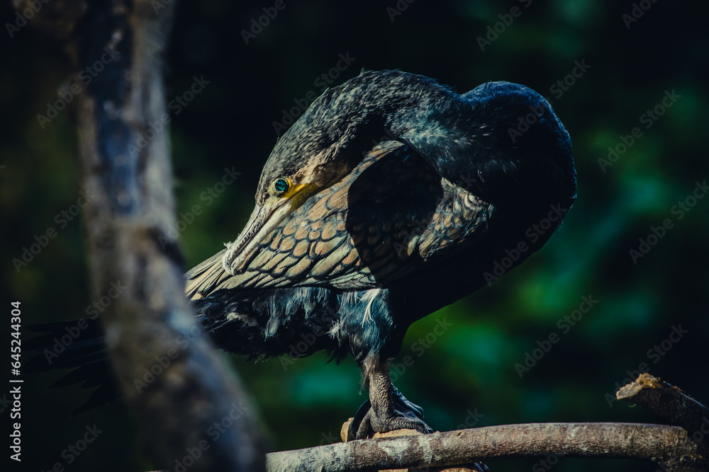 Fototapeta premium Kormoran sitzt in Sonne auf Ast