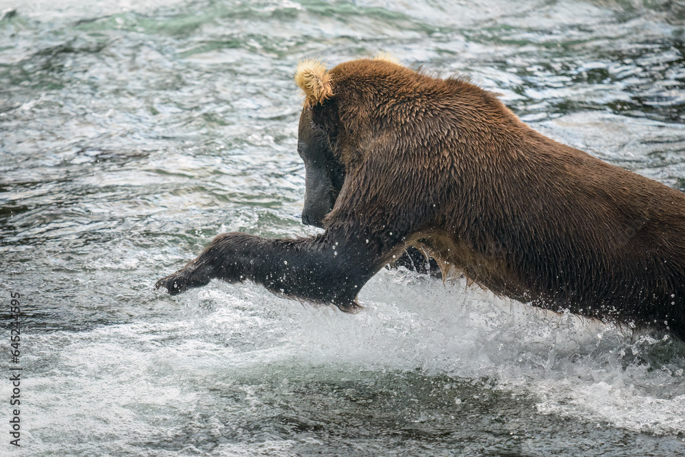 Fototapeta premium A brown bear jumping to catch salmon at Brooks river. Katmai National Park. Alaska