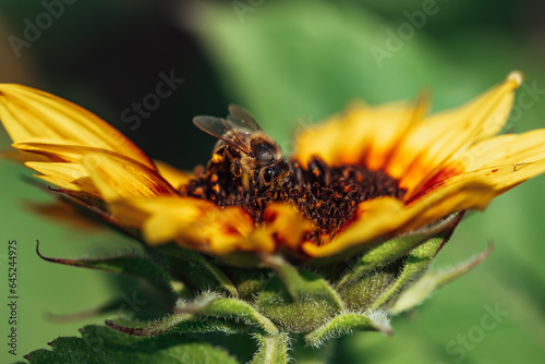 Biene im Inneren einer gelb-roten Sonnenblume am Pollen sammeln © Vanell