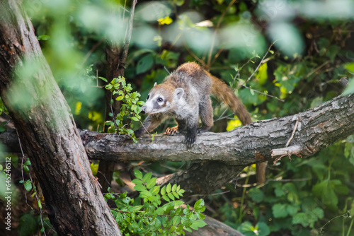 Nasenbär klettert auf dickem Ast