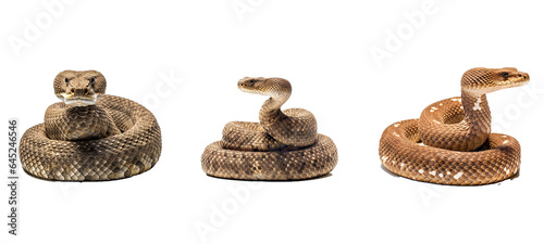 reptile rattlesnake illustration snake wildlife, venomous wild, poison rattle reptile rattlesnake